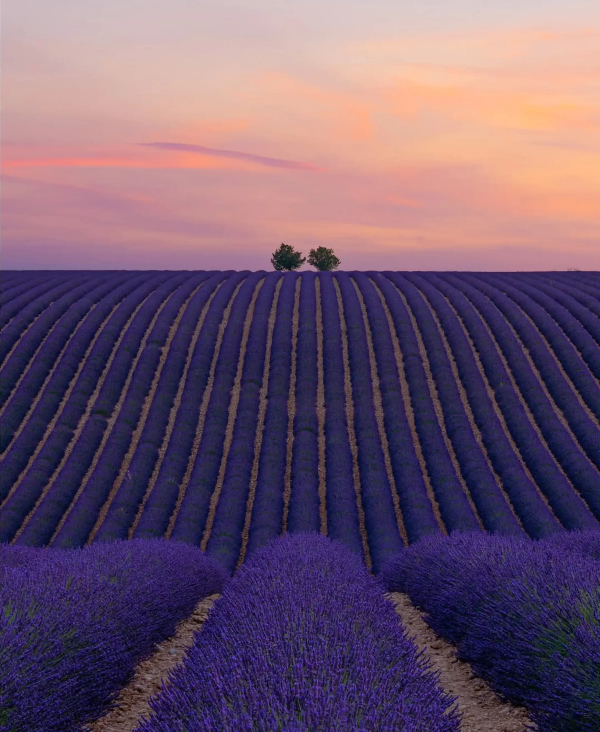 Warratina Lavender Farm: Yarra Valley’s Serene Lavender Escape