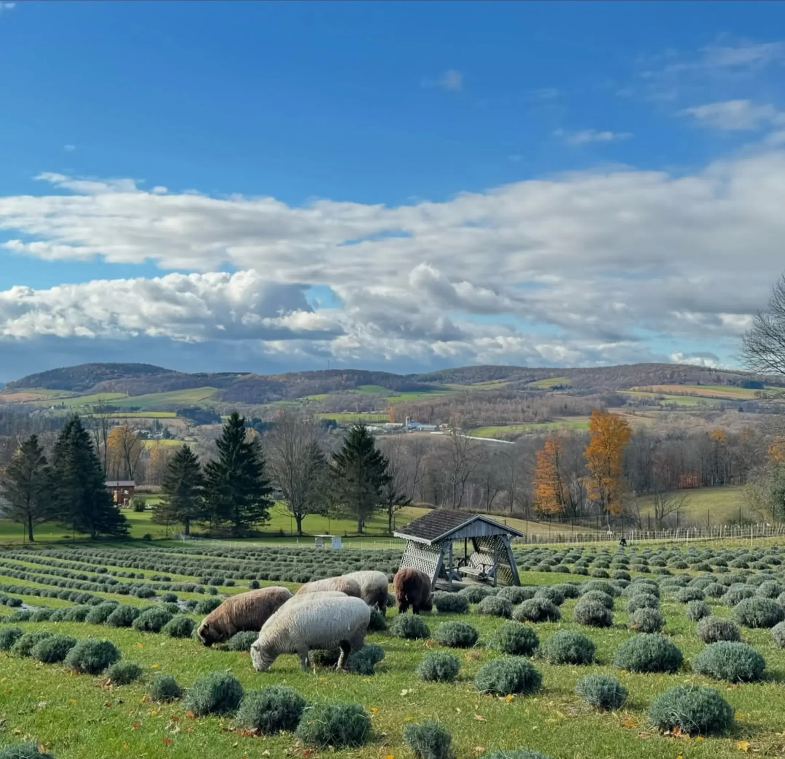 Wine tours