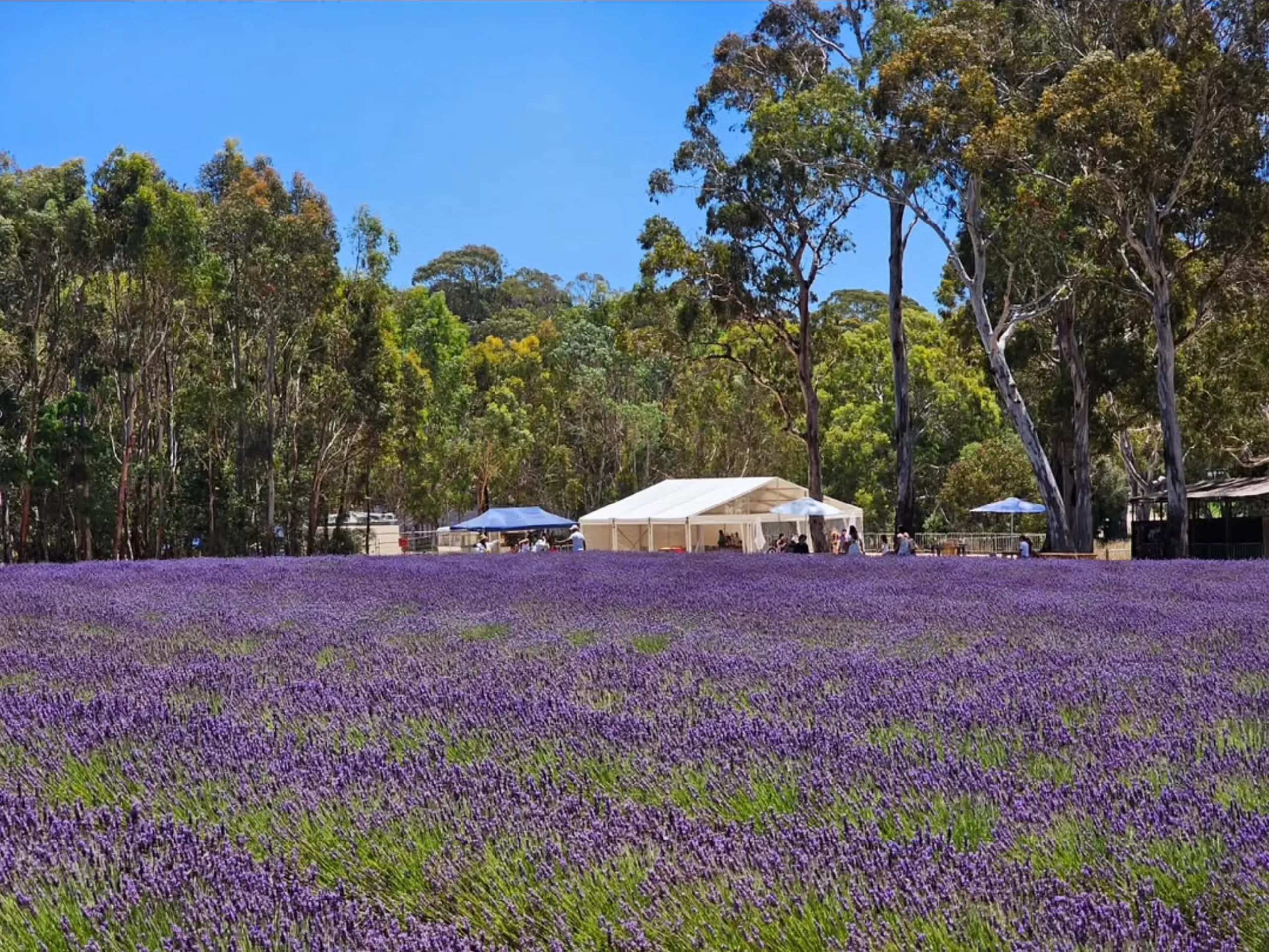 rows of lavender, Warratina