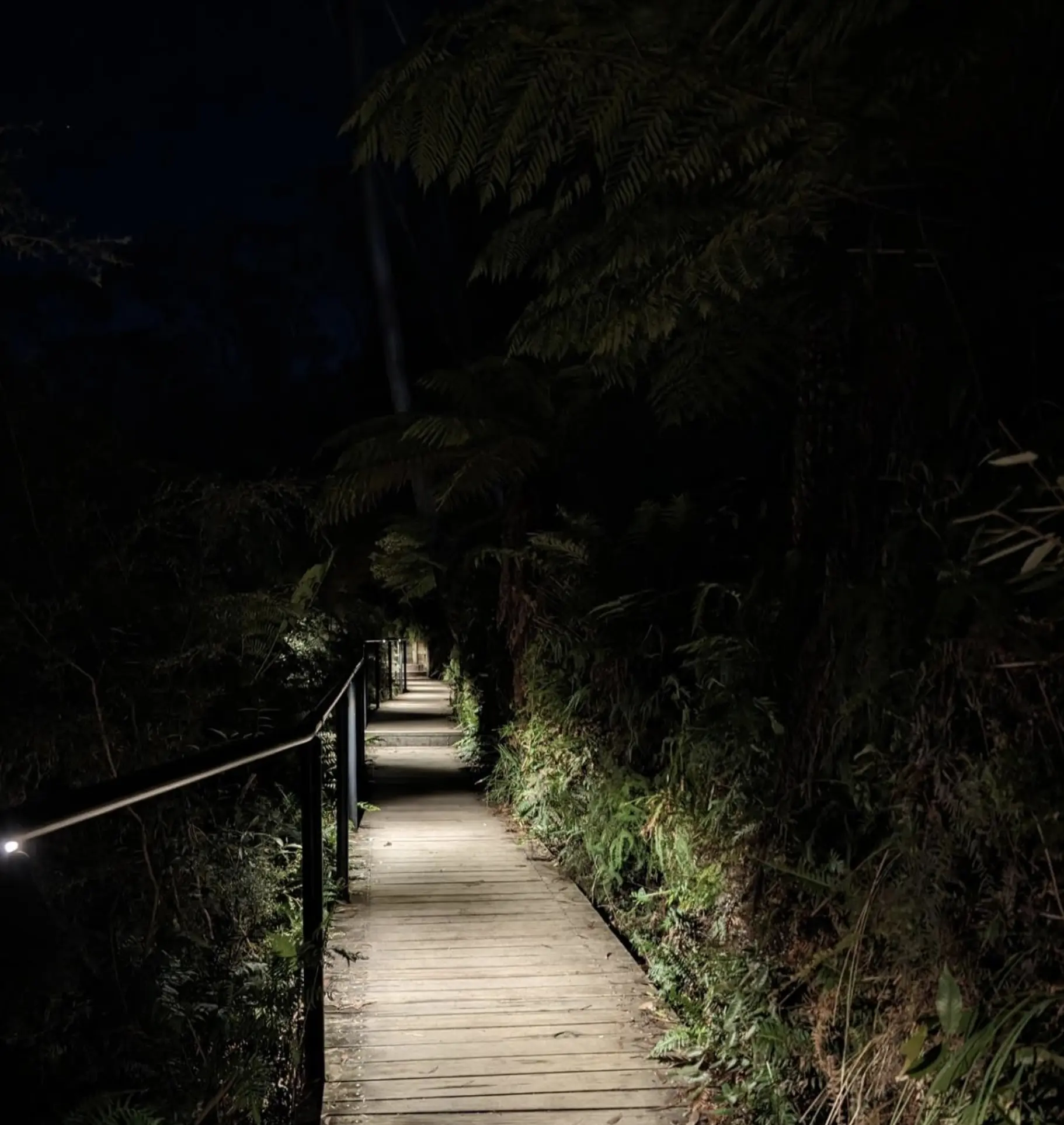 Blue Mountains Night Walk