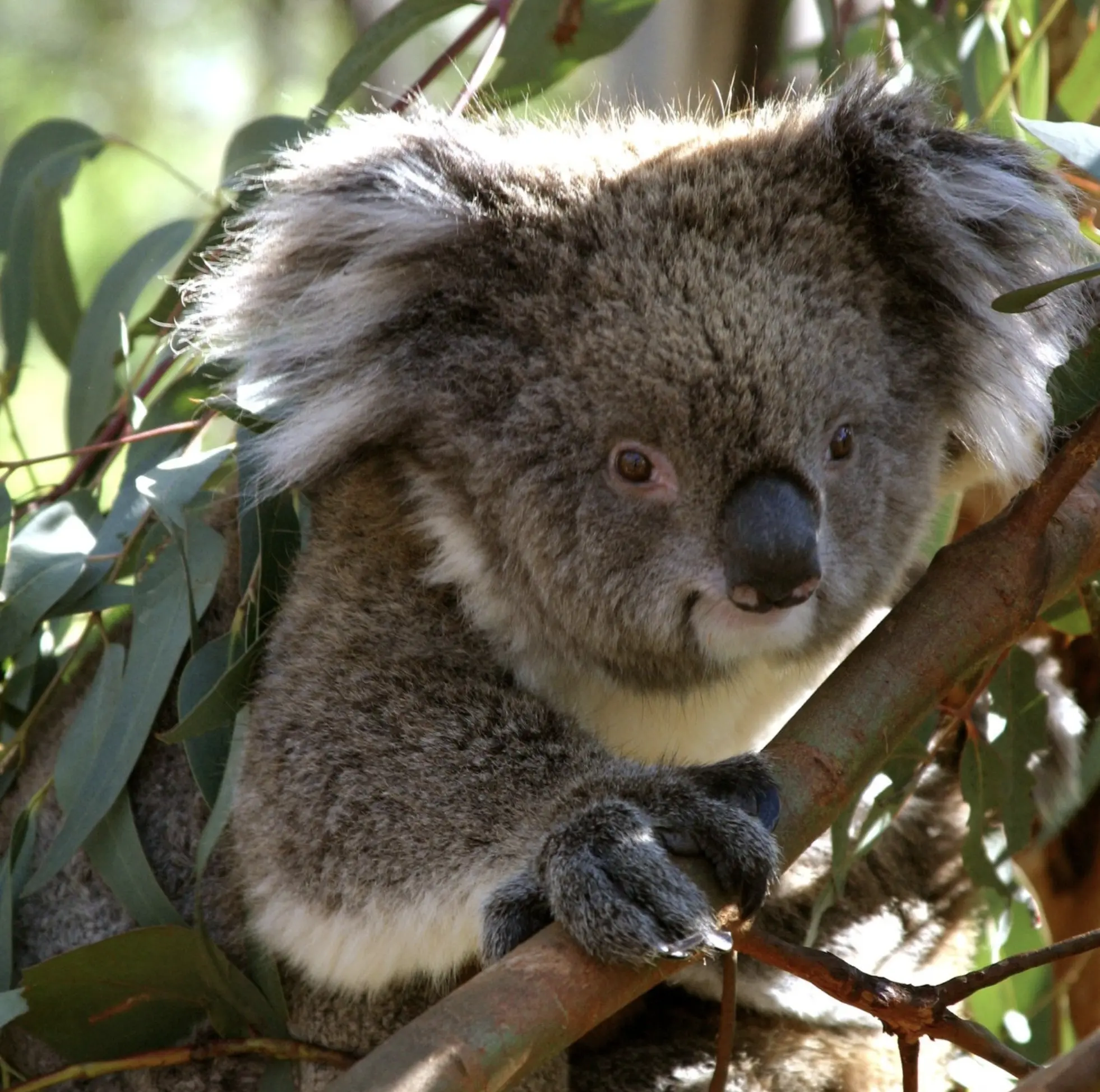 Koala Conservation Reserve