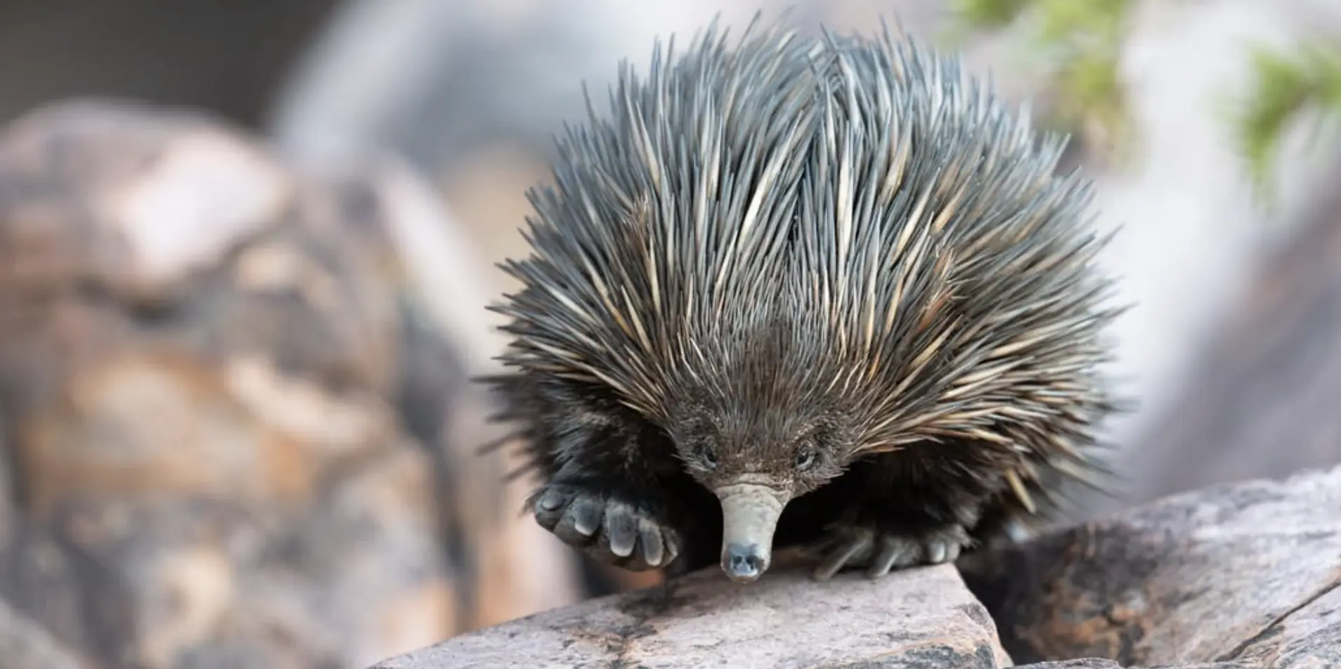 Northern Territory Wildlife