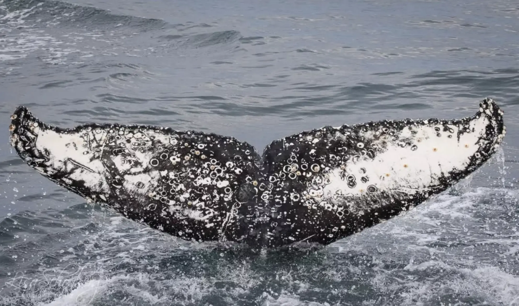 Phillip Island Wildlife