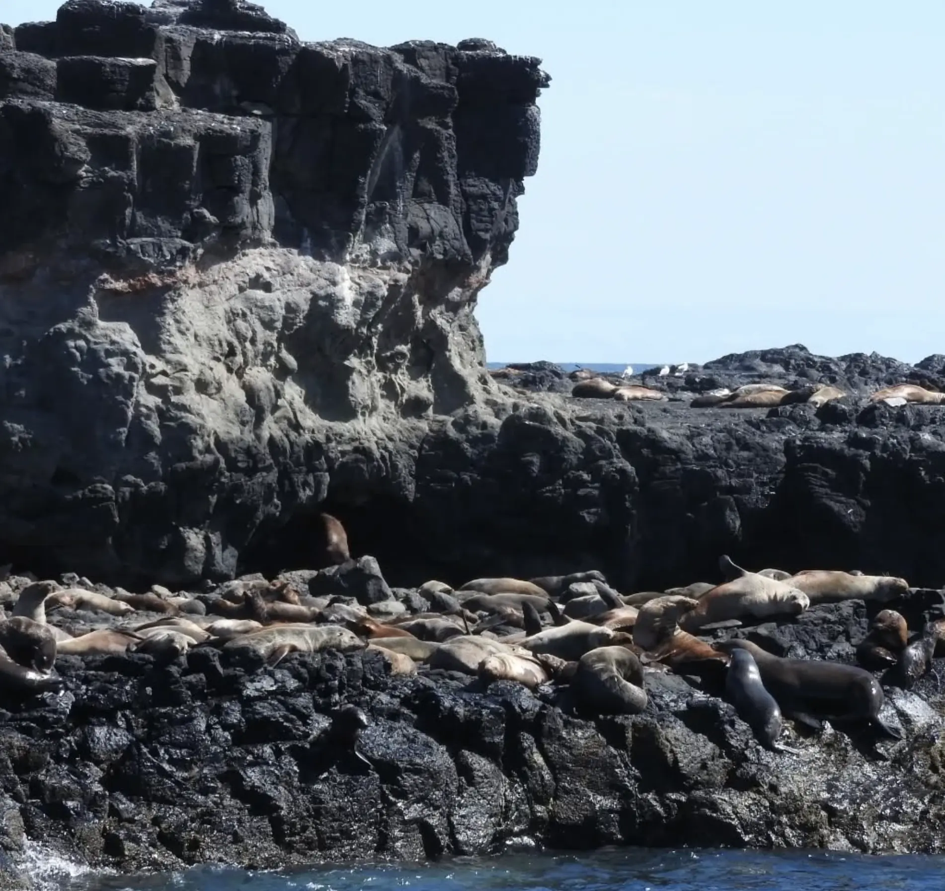 Seal Rocks Phillip Island